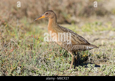 Adulto Orange Co., CA Gennaio 2015 Foto Stock