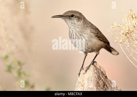 Adulto Jeff Davis Co., TX Marzo 2010 Foto Stock