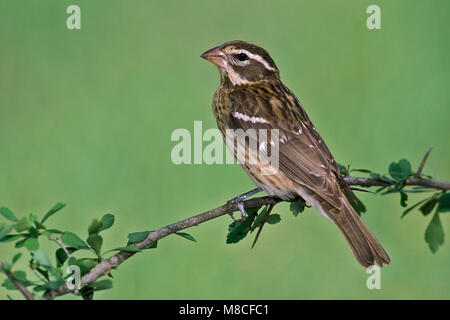 Vrouwtje Roodborstkardinaal, Femmina Rose-breasted Grosbeak Foto Stock