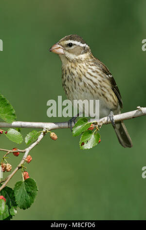 Vrouwtje Roodborstkardinaal, Femmina Rose-breasted Grosbeak Foto Stock