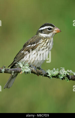 Vrouwtje Roodborstkardinaal, Femmina Rose-breasted Grosbeak Foto Stock