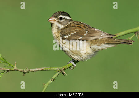 Vrouwtje Roodborstkardinaal, Femmina Rose-breasted Grosbeak Foto Stock