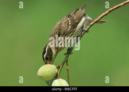 Vrouwtje Roodborstkardinaal, Femmina Rose-breasted Grosbeak Foto Stock