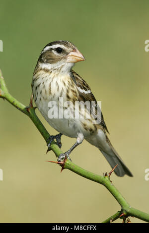 Vrouwtje Roodborstkardinaal, Femmina Rose-breasted Grosbeak Foto Stock