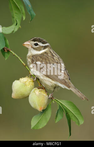 Vrouwtje Roodborstkardinaal, Femmina Rose-breasted Grosbeak Foto Stock