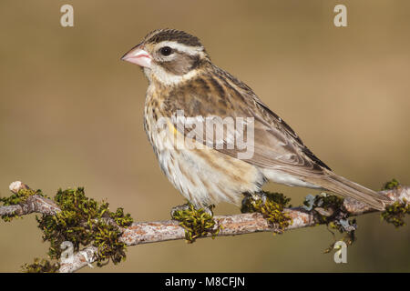 Vrouwtje Roodborstkardinaal, Femmina Rose-breasted Grosbeak Foto Stock