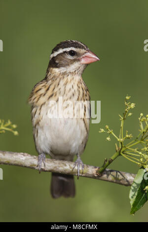 Vrouwtje Roodborstkardinaal, Femmina Rose-breasted Grosbeak Foto Stock