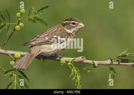 Vrouwtje Roodborstkardinaal, Femmina Rose-breasted Grosbeak Foto Stock