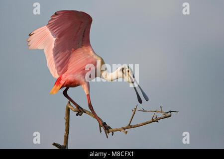 Riproduttori adulti Galveston Co., TX Aprile 2008 Foto Stock