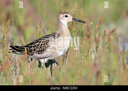 I capretti Ventura Co., CA Settembre 2011 Foto Stock