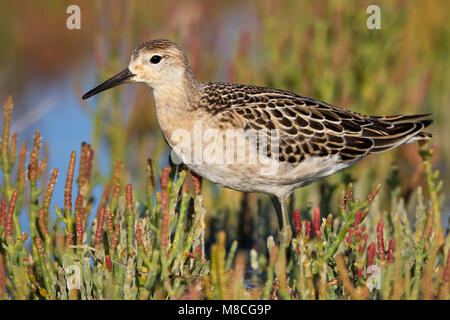 I capretti Ventura Co., CA Settembre 2011 Foto Stock