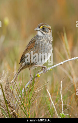 Adulto Brazoria Co., TX Febbraio 2007 Foto Stock