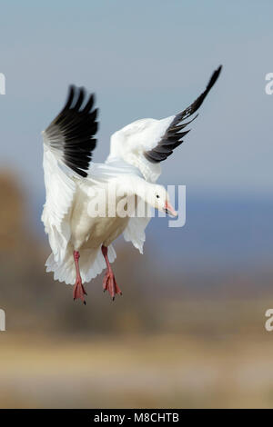 Bianco adulto morph Socorro Co., N.M. Dicembre 2014 Foto Stock