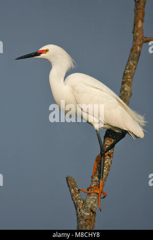 Riproduttori adulti Brazoria Co., TX aprile2007 Foto Stock