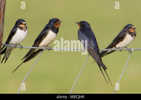 Boerenzwaluw volwassenen en jongen op draad; Barn Swallow adulti e giovani sul filo Foto Stock