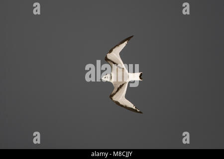 Juveniele Drieteenmeeuw in de vlucht; capretti nero-Kittiwake zampe in volo Foto Stock