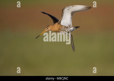 Mannetje Volwassen Grutto in vlucht; maschio adulto nero-tailed Godwit in volo Foto Stock