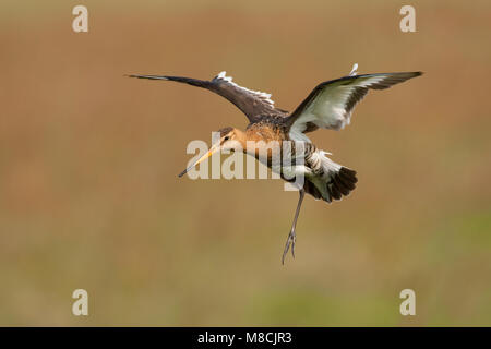 Mannetje Volwassen Grutto in vlucht; maschio adulto nero-tailed Godwit in volo Foto Stock