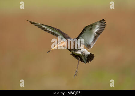 Mannetje Volwassen Grutto in vlucht; maschio adulto nero-tailed Godwit in volo Foto Stock