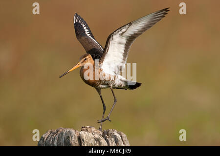 Mannetje Volwassen Grutto in vlucht; maschio adulto nero-tailed Godwit in volo Foto Stock