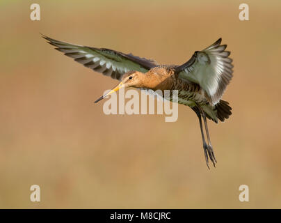 Mannetje Volwassen Grutto in vlucht; maschio adulto nero-tailed Godwit in volo Foto Stock