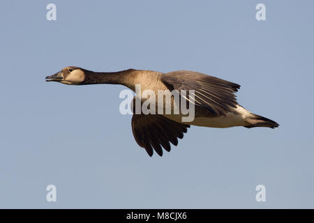 Canadese Gans in de vlucht; maggiore Canada Goose in volo Foto Stock