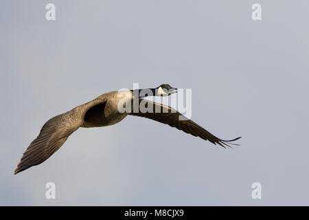 Canadese Gans in de vlucht; maggiore Canada Goose in volo Foto Stock