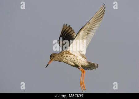 Vliegende Tureluur; battenti Redshank comune Foto Stock