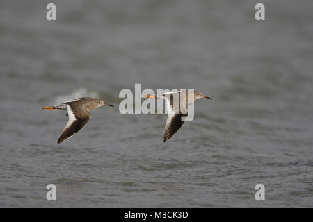 Vliegende Tureluurs; battenti Redshanks comune Foto Stock