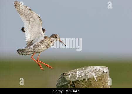 Vliegende Tureluur; battenti Redshank comune Foto Stock