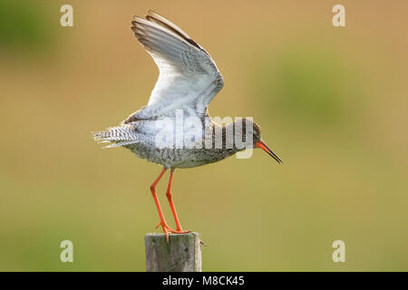 Tureluur baltsend op een paaltje; Comune Redshank visualizzazione Foto Stock