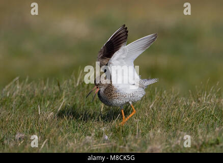 Roepende Tureluur; chiamando Redshank comune Foto Stock