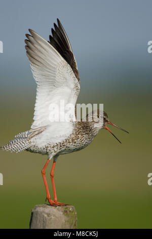 Roepende Tureluur; chiamando Redshank comune Foto Stock