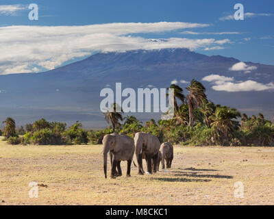 Gruppo di famiglia di elefanti africani a piedi fuori dalla copertura di alberi di palma con il drammatico back-drop del Kilimanjaro Foto Stock