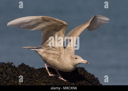 Opsteigende Grote Burgemeester; Glaucous Gull iniziando a volare Foto Stock