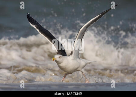 Grote Mantelmeeuw vliegend; grande nero-backed Gull battenti Foto Stock