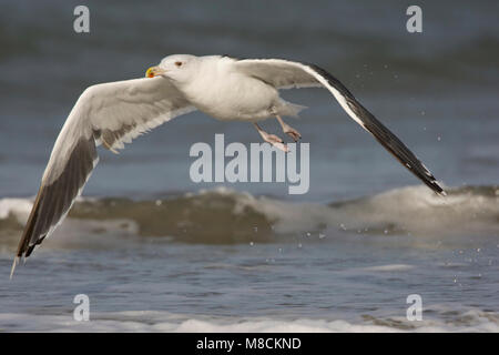 Grote Mantelmeeuw vliegend; grande nero-backed Gull battenti Foto Stock