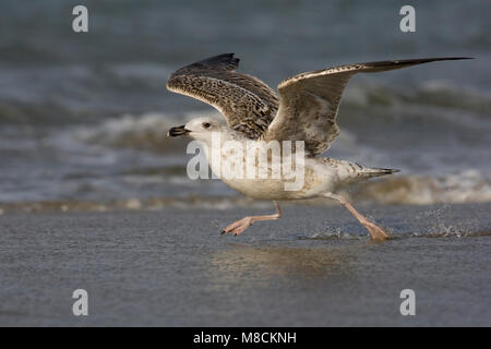 Grote Mantelmeeuw vliegend; grande nero-backed Gull battenti Foto Stock