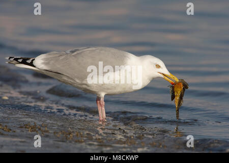 Zilvermeeuw incontrato Gewone Zeedonderpad; Aringa gabbiano con Padre Lasher Foto Stock