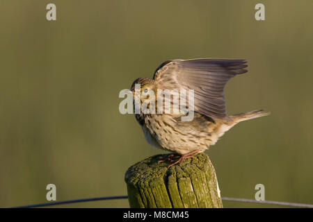 Allungamento alare Meadow Pipit; Vleugelstrekkende Graspieper Foto Stock