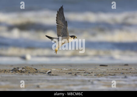 Slechtvalk, Falco Pellegrino, Falco peregrinus Foto Stock