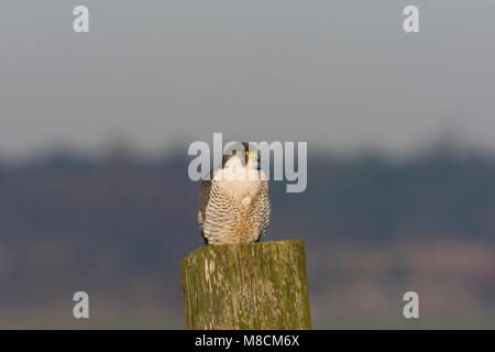 Slechtvalk, Falco Pellegrino, Falco peregrinus Foto Stock