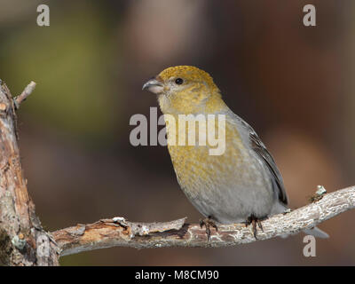 Zittend vrouwtje Haakbek; appollaiato femmina Grosbeak Pino Foto Stock