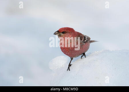 Uomo Haakbek zittend in de sneeuw; Pino maschio Grosbeak arroccato nella neve Foto Stock