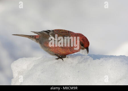 Haakbek giovane maschio di mangiare la neve; Pine Grosbeak sneeuw etend jong mannetje Foto Stock