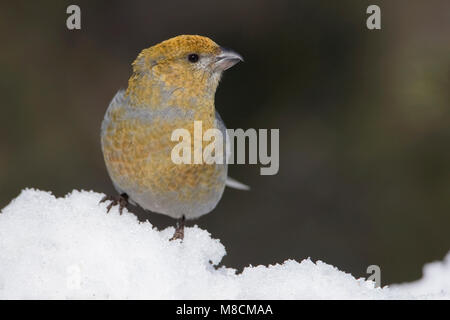 Zittend vrouwtje Haakbek in de sneeuw; appollaiato femmina Grosbeak Pino nella neve Foto Stock