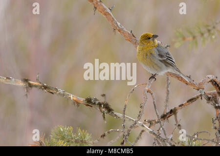 Zittend vrouwtje Haakbek; appollaiato femmina Grosbeak Pino Foto Stock