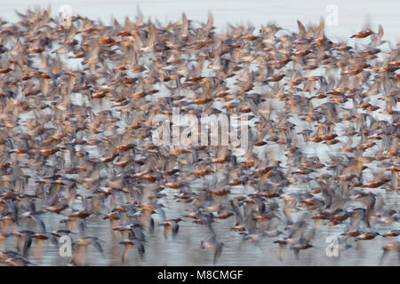 In Kanoeten de waddenzee; Rosso nodi waddensea Foto Stock