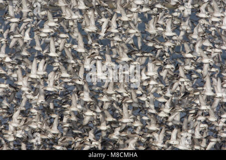 In Kanoeten de waddenzee; Rosso nodi waddensea Foto Stock