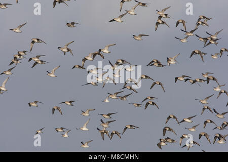 In Kanoeten de waddenzee; Rosso nodi waddensea Foto Stock